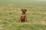 RODESIAN RIDGEBACK 157